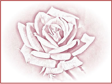 391x293 Pencil Drawings Of Roses, Altered Rose Art, And Rose Sketches