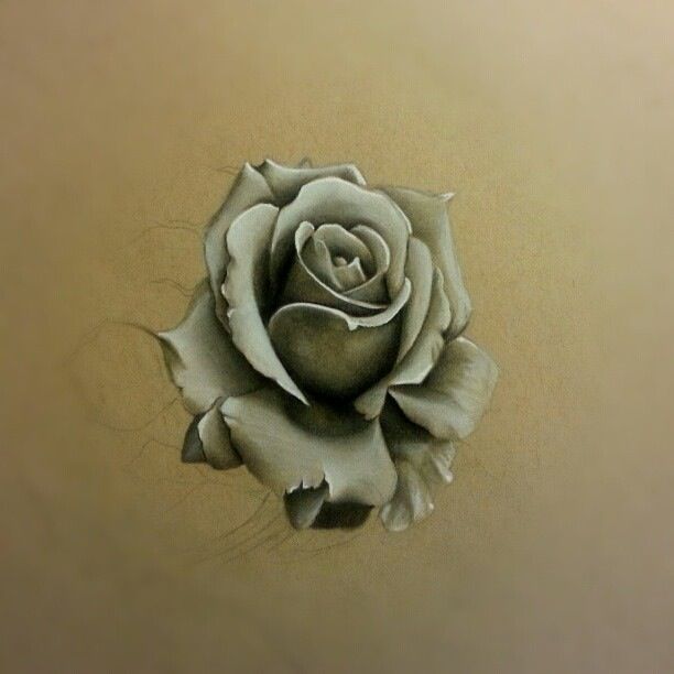 612x612 Rose Sketch