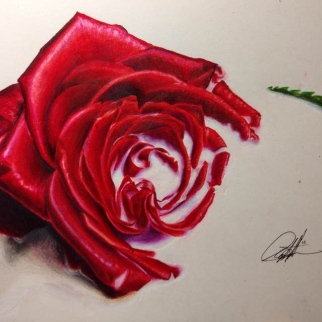 Pencil Drawing Of Roses at GetDrawings | Free download