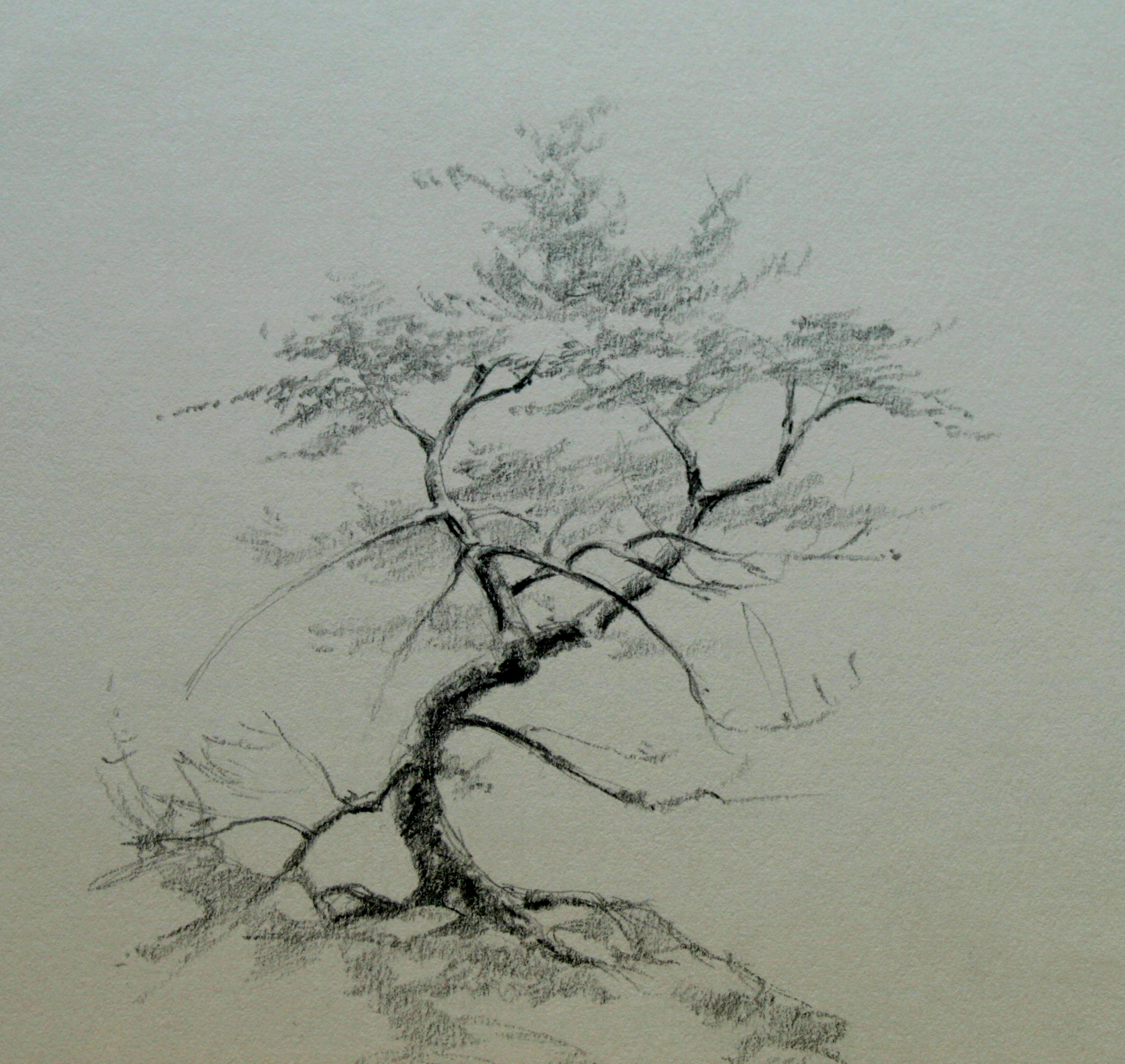 Tree Drawing With Pencil