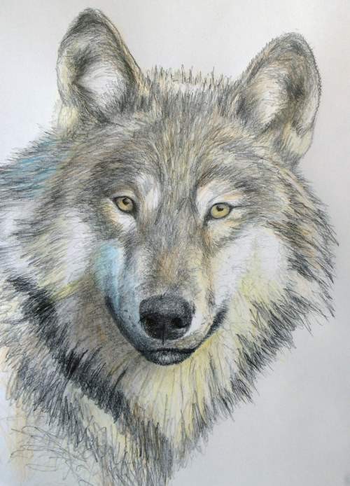 500x694 How To Draw A Wolf In Pencil Online Art Lessons