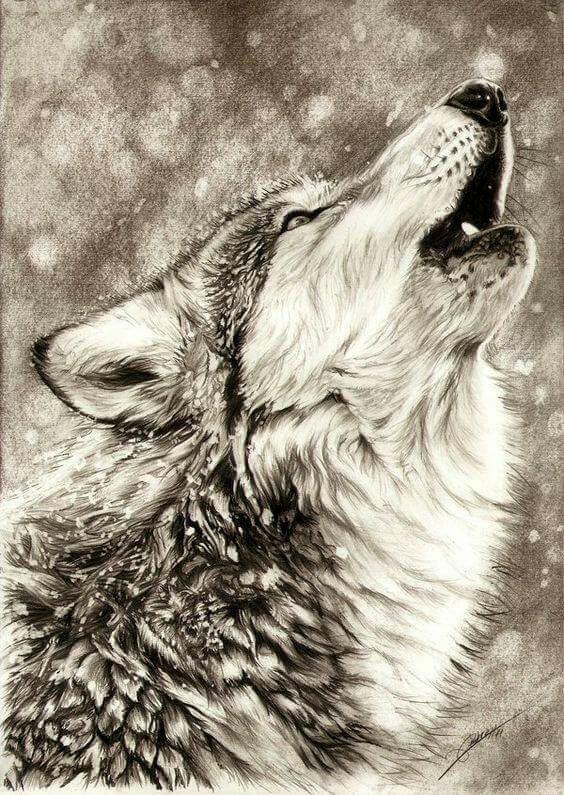 564x795 Pin By Lisa Sexton On ~ Wolves ~ Wolf