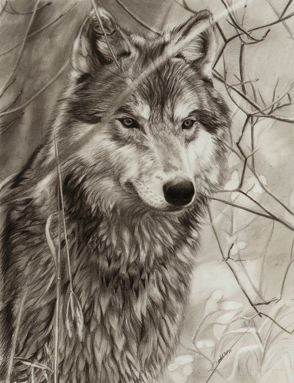 600x782 Magnificent Wolf Wolves Wolf, Drawings And Tattoo