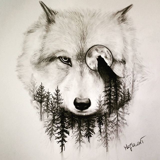 640x640 Wolf Drawing Art Pencil On Instagram A R T Wolf