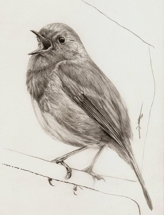 Pencil Drawing Pictures Of Birds at GetDrawings Free download