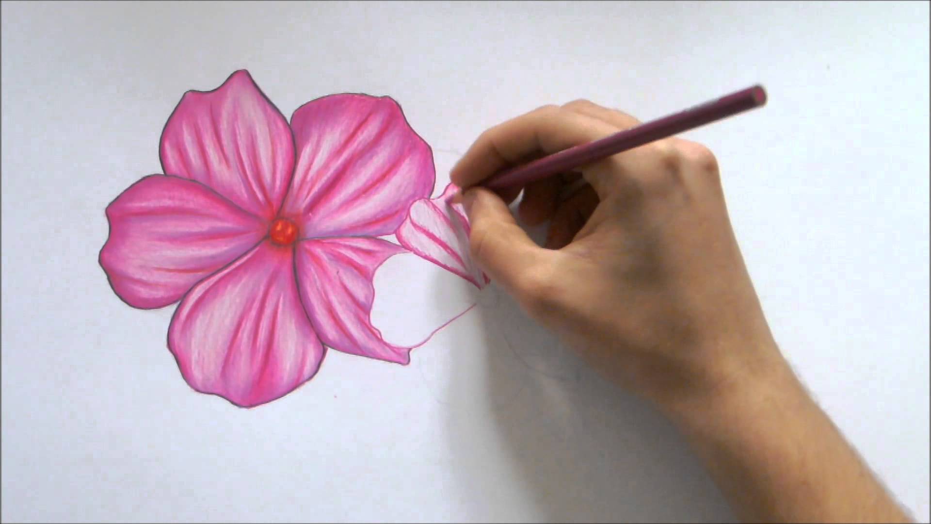 1920x1080 How To Draw A Flower Color Pencil Drawing