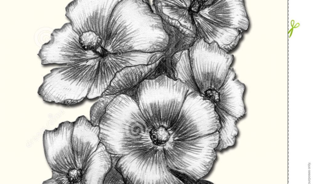 1024x600 Pencil Drawings Flowers All Types Flowers Pencil Drawings Flower