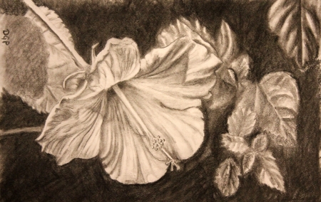 450x284 Pencil Flower Drawing, Step By Step Drawing Guide For Beginners.