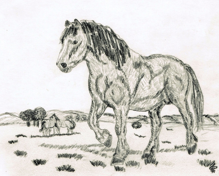 894x720 Free Photo Horse Drawing Pencil Drawing Hand Drawn Sketch