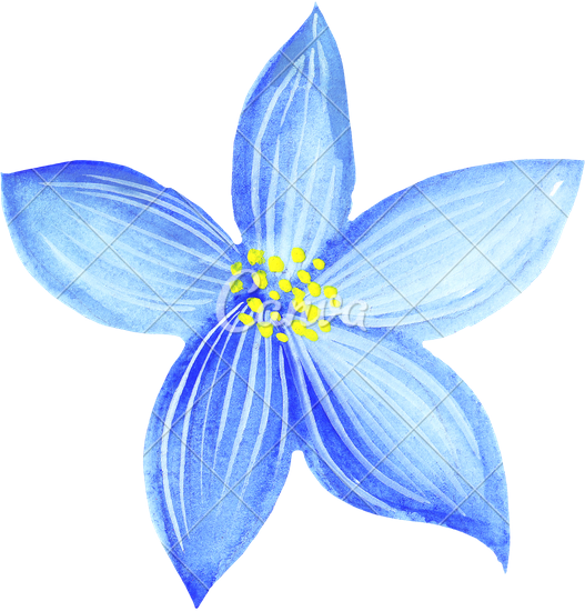 527x550 Hand Drawing Of Watercolor Pencil Blue Flowers