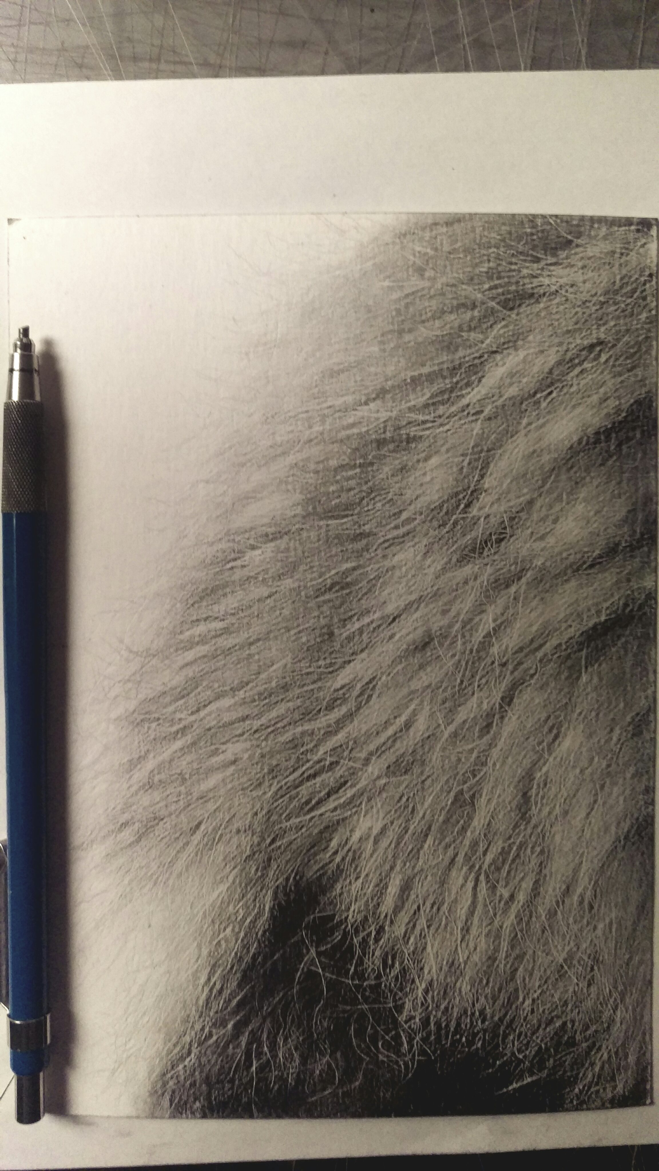 2304x4096 Drawing Lion Mane