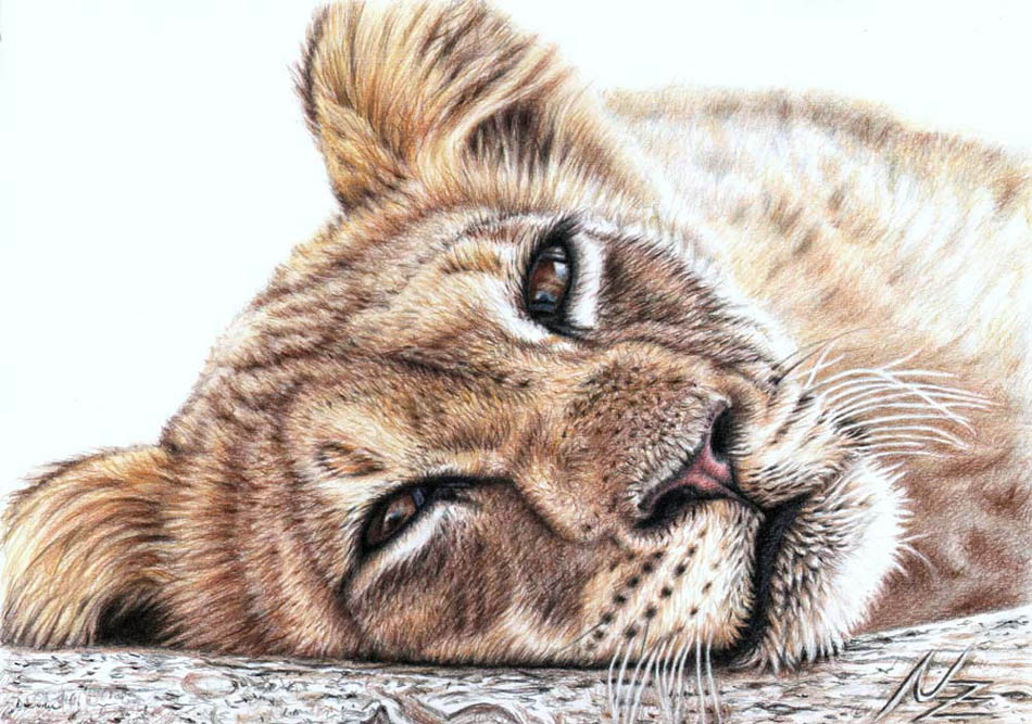 950x667 Lion Color Pencil Drawing Nicole