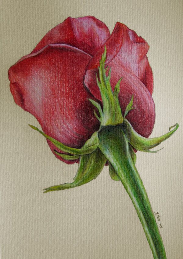 600x848 Red Rose By Fatboygotsick