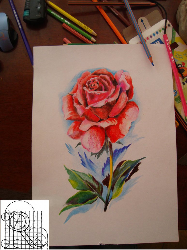 773x1033 Rose,color Pencil Drawing By Robiartimre