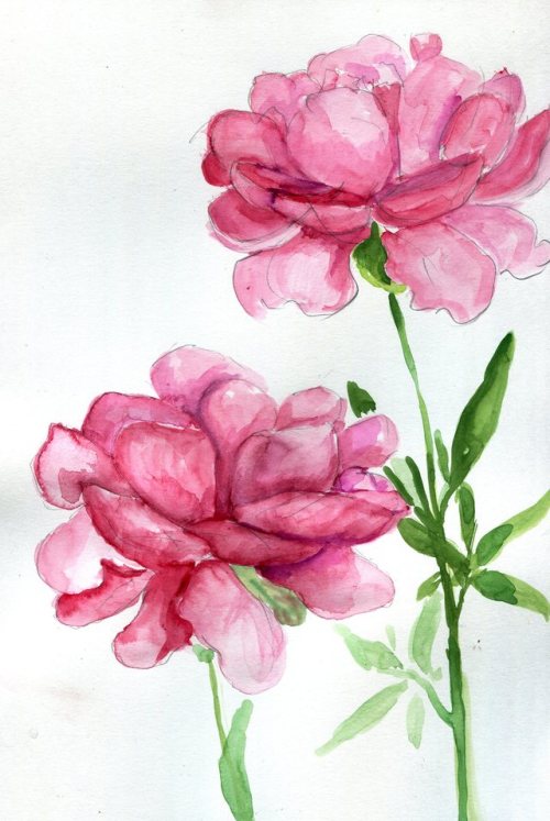 Peonies Drawing at GetDrawings | Free download