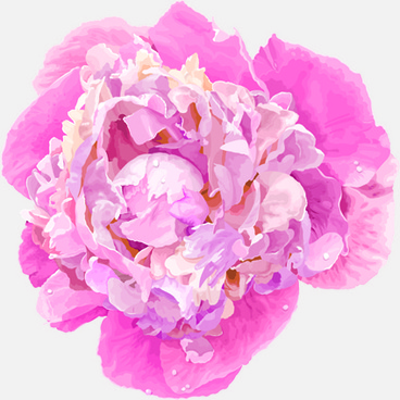 368x368 Peony Flower Drawing Free Vector Download (97,861 Free Vector)
