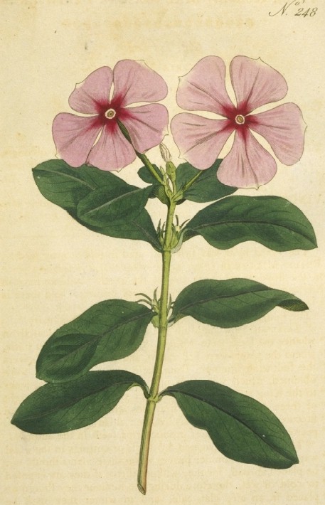 457x710 Catharanthus Roseus Image (Pier)