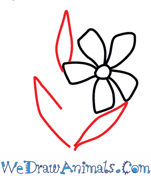 300x350 How To Draw A Periwinkle Flower