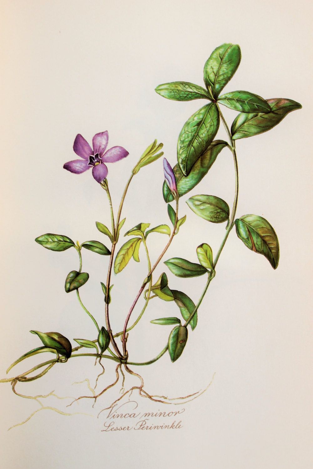 1000x1500 Purple Lesser Periwinkle Blue Forget Me Not Byelsa M. Felsko My