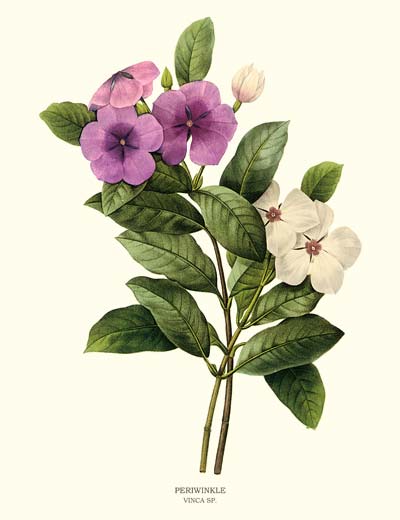 400x520 Vintage Flower Art Botanical Prints Watercolor, Botanical