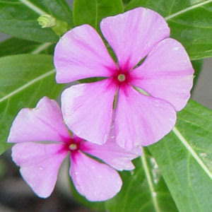 300x300 Flowers For Flower Lovers. Periwinkle Flowers Pictures.