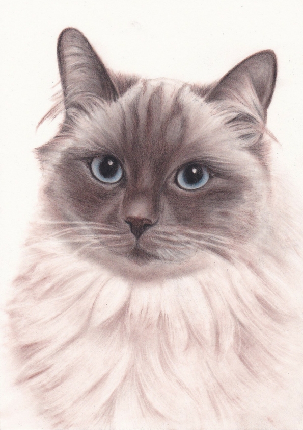 595x842 Vintage Sepia Pencil Drawing