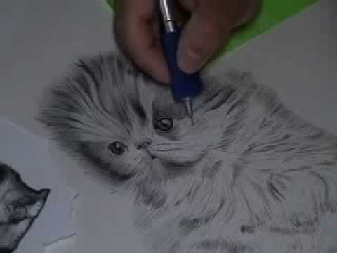 480x360 Graphite Pencil Drawing Of A Persian Kitten
