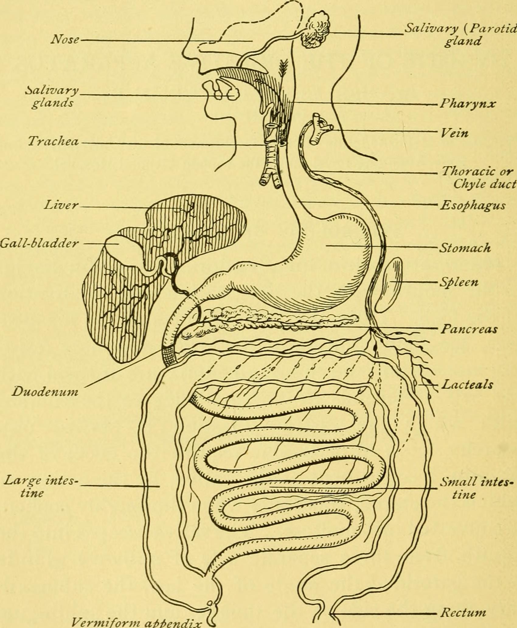 1700x2064 Filea Manual Of Personal Hygiene