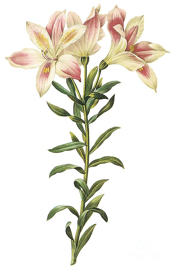 580x900 Peruvian Lily Drawing By Spencer Mckain