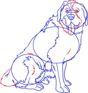 287x302 How To Draw A Saint Bernard, Step By Step, Pets, Animals, Free