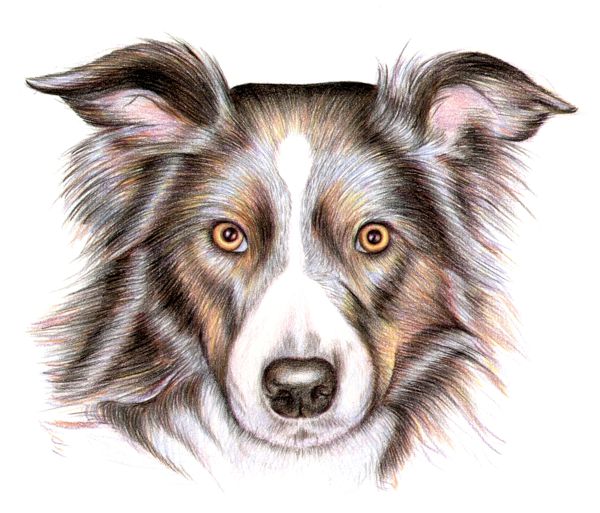 600x513 How To Draw A Dog