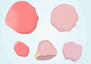 300x210 Flower Petals Drawing How To Draw A Rose Petal 6 Steps (With