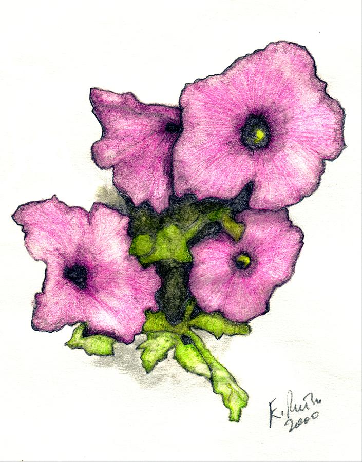 705x900 Petunia Nosegay Drawing By Edward Ruth