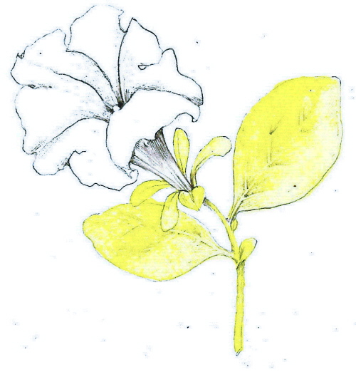 500x522 Tutorial Botanical Drawing With Pencil And Watercolor