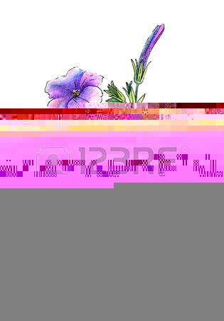 315x450 Beautiful Petunia Flowers, Hand Draw, Color Pencils And Pen