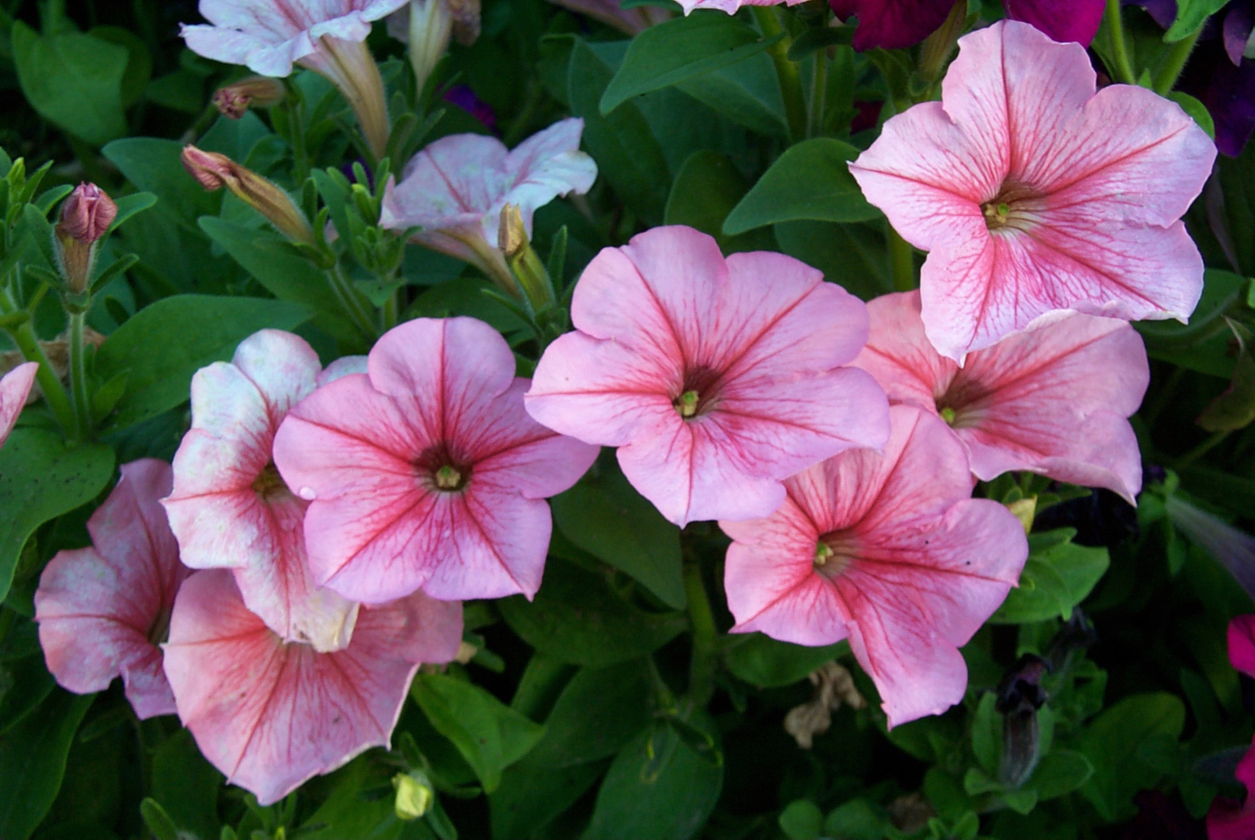 1792x1200 Flower Petunia Three Hundred And Sixty Six