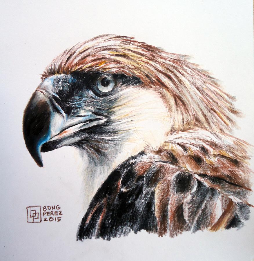 876x900 Philippine Eagle Art Fine Art America
