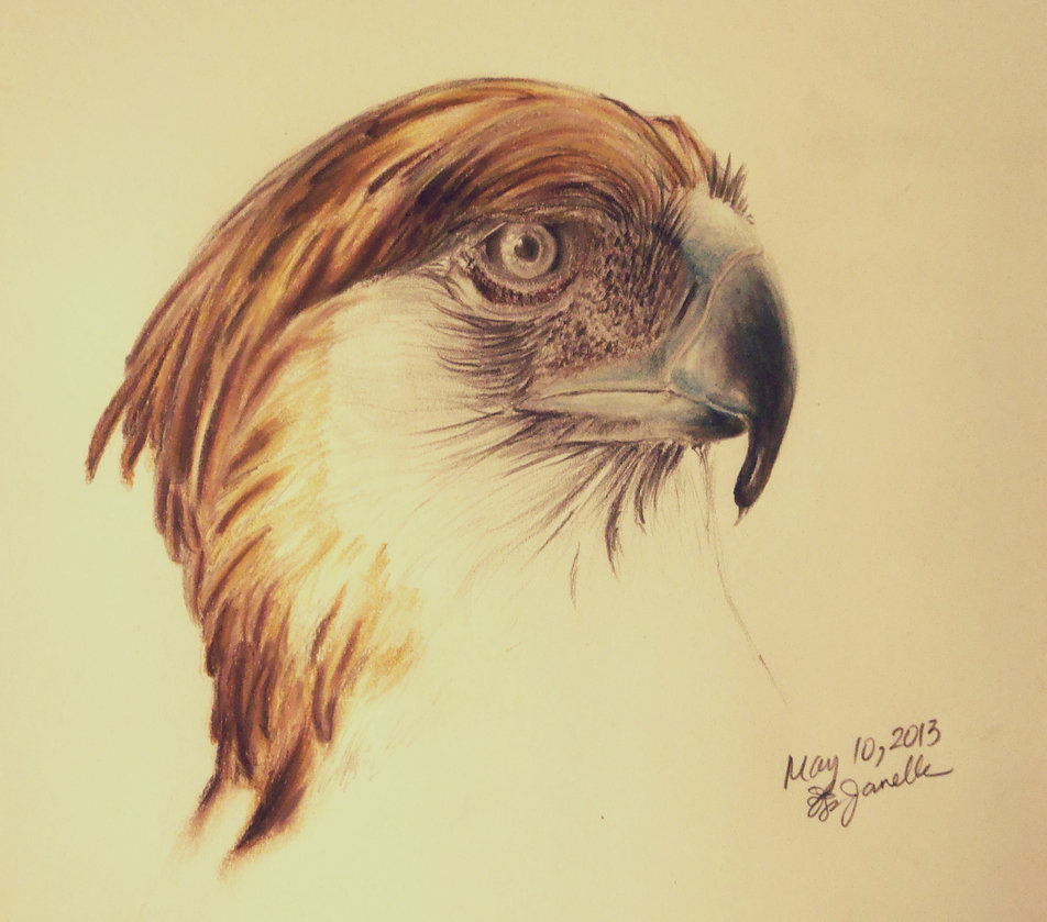 952x839 Philippine Eagle By Fibergraphite