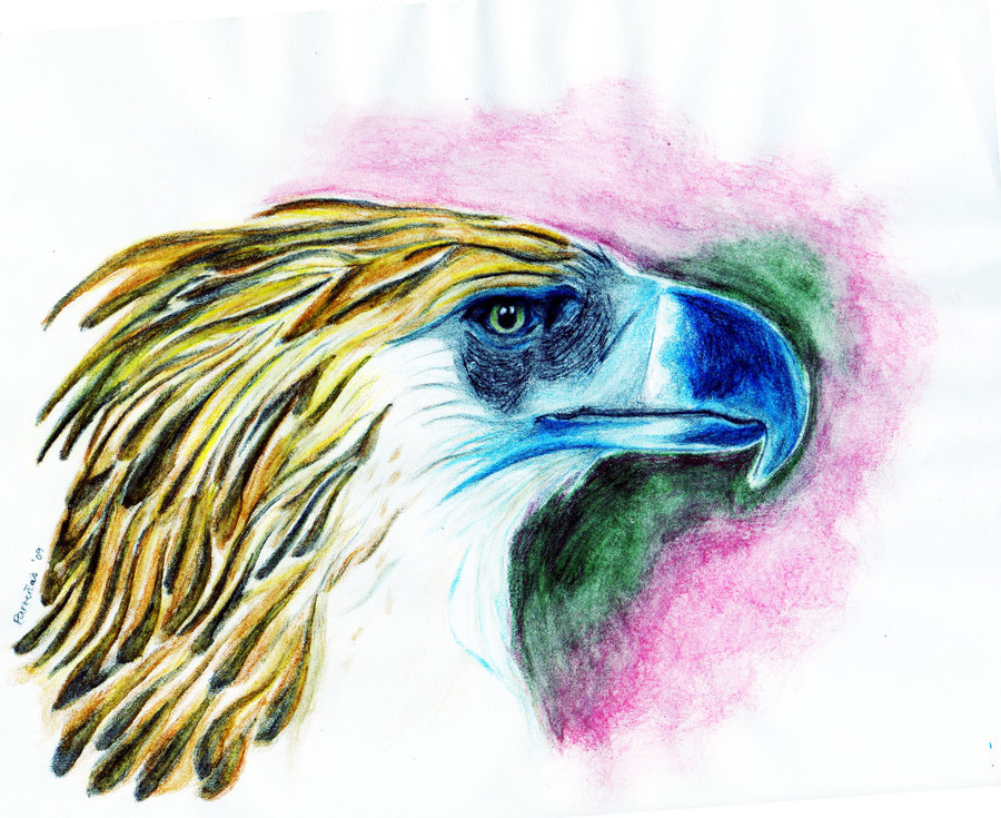 900x735 Philippine Eagle By Nixicole