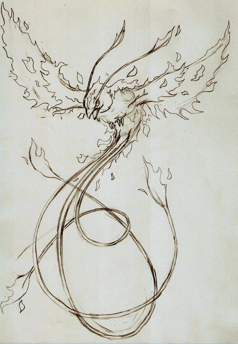 800x1156 Phoenix Sketch By ~jamindavey On Body Art