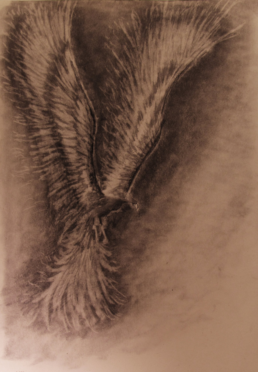 900x1296 Phoenix Drawing By Tylersartshack