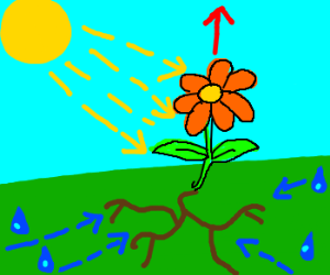 300x250 Photosynthesis