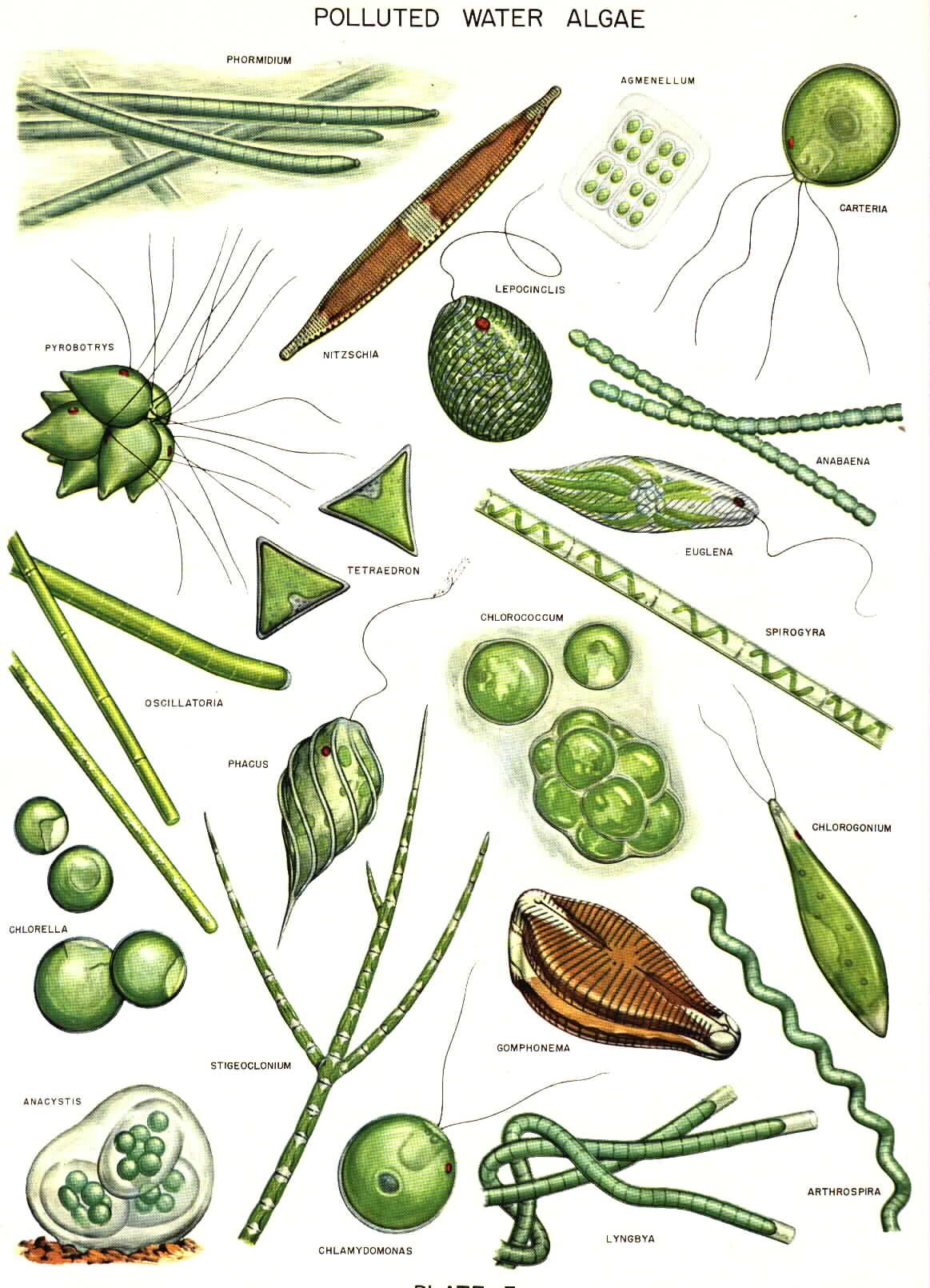 1163x1610 Common Algae Drawings Plankton