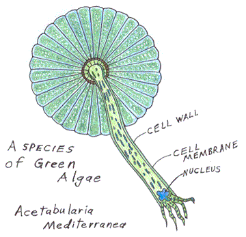 360x347 Photosynthesis, Energy Pyramids, Phytoplankton And Food Chains