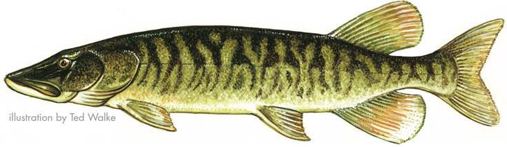 735x213 Fish Identification Game Creek Connections Allegheny College