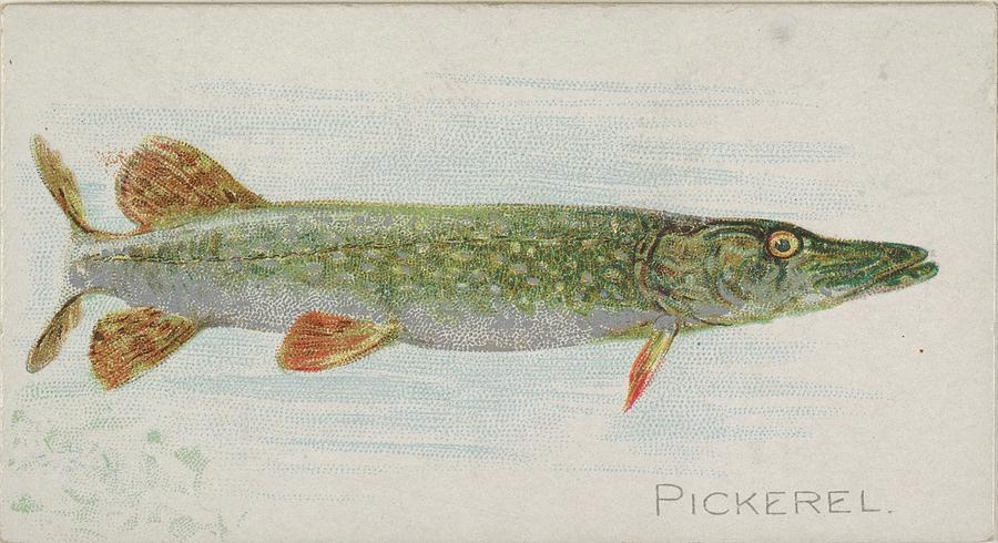 900x490 Pickerel, From The Fish From American Drawing By Issued By Allen