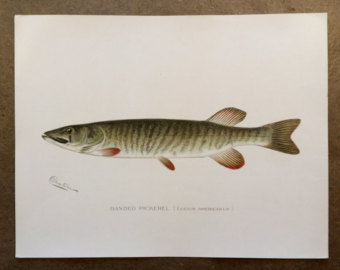340x270 Pickerel Drawing Etsy