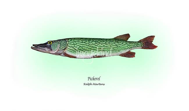 650x382 Stunning Pickerel Drawings And Illustrations For Sale On Fine