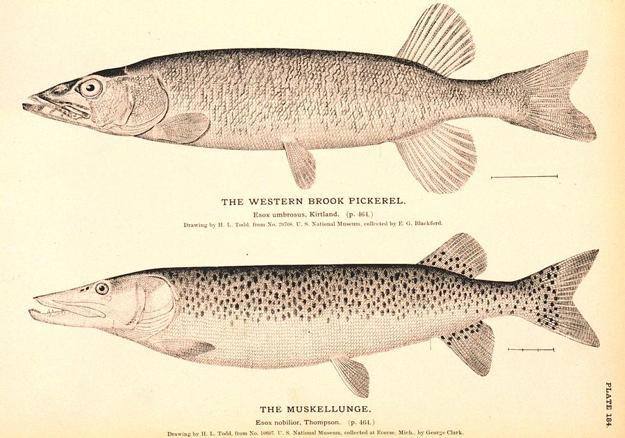 900x631 The Western Brook Pickerel And The Muskellunge Drawing By Brian Long