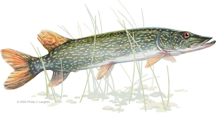 700x368 Httpwww.plstudio.bizwildlife Illustrationnorthern Pike.jpg